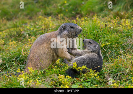 Alpine Murmeltier (Marmota marmota) erwachsenen Spielen mit Jungen, Nationalpark Hohe Tauern, Kärnten, Österreich Stockfoto