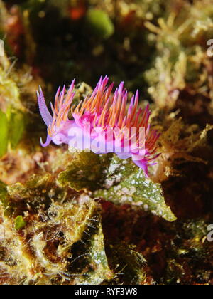 Bunte Sea Slug Felimare affinis Unterwasser im Mittelmeer, Frankreich Stockfoto