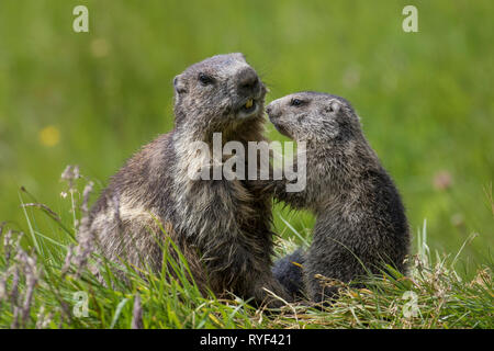 Alpine Murmeltier (Marmota marmota) junge Gruß Elternteil, Nationalpark Hohe Tauern, Kärnten, Österreich Stockfoto