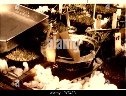 Auswirkungen der Boden Temperaturgradient auf Wachstum und Kohlenhydrat und nahrhaften Element Ebenen in drei warmen Jahreszeit turfgrasses. effectsofsoiltem 00 seit Jahr: 1974 20 Abbildung A. Fiberglas Vorlage und Schere in der erntetechnik Clippings zu einem bestimmten Schnitthöhe verwendet. Stockfoto