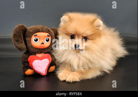 Langhaarige rote Pomeranian Spitz Welpen und Cheburashka Spielzeug mit Liebe Herz auf einem schwarzen Hintergrund isoliert. Foto #068 am 23 Februar, 2019 © 201 Stockfoto