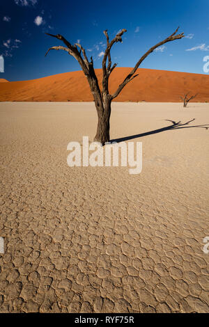 Die Sonne scheint auf Sand Berge hinter Muster geknackt getrocknete Schlamm im Flussbett und der Schatten eines toten Baumstamm Stockfoto