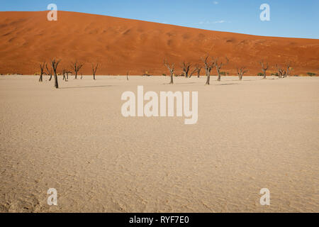 Das Bild zeigt die Deadvlei in Namibia, eine weiße Tonpfanne mit toten Kameldornbäumen, im Kontrast zu einer großen orangen Sanddüne und einem klaren blauen Himmel. Die Bäume starben vor Jahrhunderten aufgrund des Klimawandels, und die Szene ist ein beliebtes Ziel für Fotografen und Touristen. Stockfoto