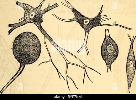 Elementare Anatomie und Physiologie: für Hochschulen, Akademien und andere Schulen elementaryanato 00 hitc Jahr: UND PHYSIOLOGIE 1869. 29. Ein weiteres vorrangiges Element des Nervensystems ist com - der kernhaltigen Zellen dar, die eine fein granulierte Sub-Haltung. Diese haben manchmal Prozesse, die Ihnen eine caudate oder stellate Form geben, wie in Abb. 29. Fia. 29. 79. Eine Orgel. Das System - Wie sind die Gewebe, die in unterschiedlichen Anteilen zusammen, bis die Organe des menschlichen Körpers. Und durch den Begriff der Orgel verstehen wir ein Teil in der Regel aus mehreren Geweben auf bestimmte Funktionen angepasst. Und obwohl ha Stockfoto