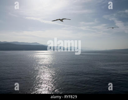 Eine Möwe über die Ruhe der Adria fliegen Stockfoto