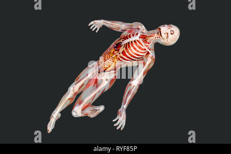 3D-Darstellung eines menschlichen Skeletts Muskulatur, Knochen und das Verdauungssystem mit Freistellungspfad Stockfoto