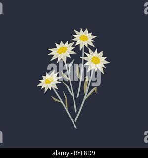 Handgezeichnetes Symbol für edelweiße Blumen. Stock Vektor