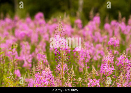 Willow-Kraut rosa Blumen der Weidenröschen (Epilobium Epilobium oder Chamerion angustifolium) in voller Blüte ivan Kaffee Stockfoto