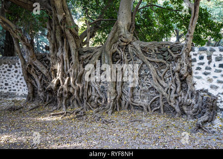 Bäder von Noth Fasiladas in Gondar, Äthiopien, Afrika Stockfoto