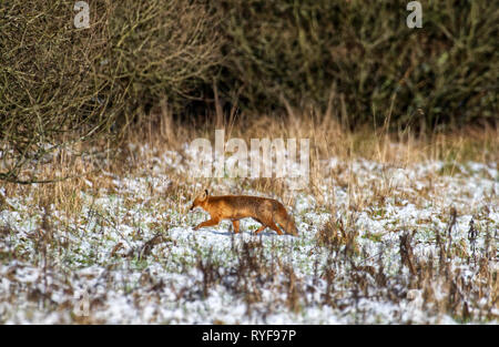 Rotfuchs Stockfoto