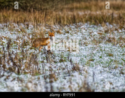 Rotfuchs Stockfoto