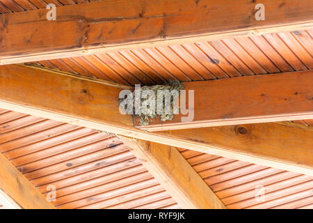 Schwalbennest auf dachbalken-Nest von Cliff Schwalben unter dem Dach Stockfoto