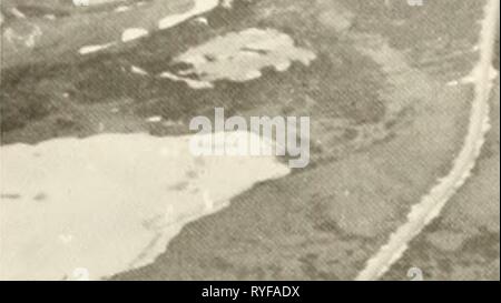 Ökologische Untersuchungen der Tundra biome in der Prudhoe Bay, Alaska ecologicalinvest 00 brow Jahr: 1975 45 Stockfoto