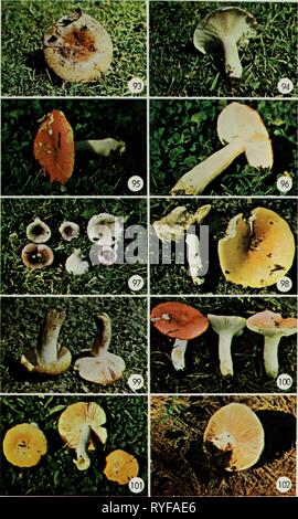 Essbaren und giftigen Pilze von Kanada ediblepoisonousm 00 grov Jahr: 1979 49 Stockfoto