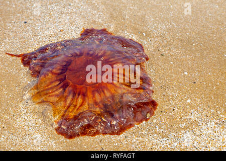 Lions mane Jellyfish an einem Strand im Norden von Wales UK Litze Stockfoto