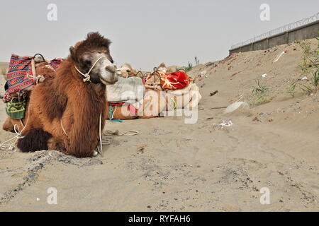 Zweihöckige Baktrische Kamele in Ruhe. Rawak Stupa Area-Taklamakan Desert-Xinjiang Region-China-0012 Stockfoto