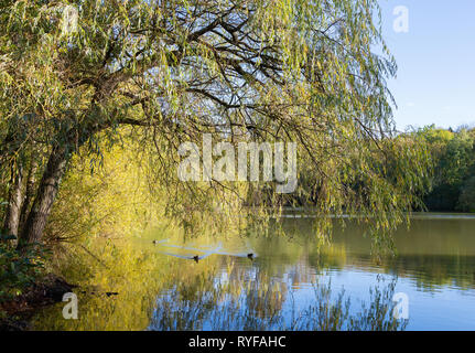 Willow Tree überragt die ruhigen See Stockfoto