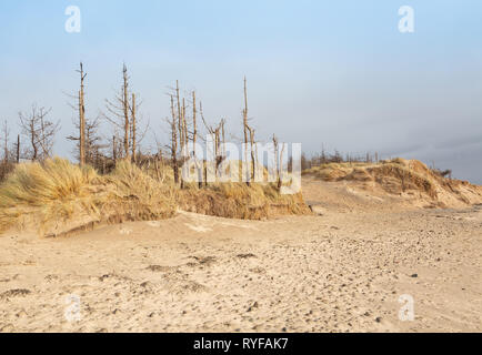 Tot Pinien und Dünen in Whitby in Anglesey, Nordwales Stockfoto