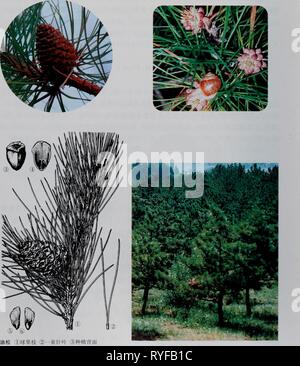 E er Duo si Zhi wu Zhi eerduosizhiwuzhi 01 wuji Jahr: Stockfoto