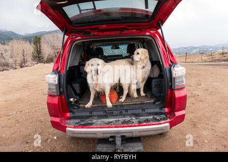 Zwei platinum Golden Retriever Hunde in der Rückseite eines Toyota 4Runner SUV Lkw gefärbt; Colorado; USA Stockfoto