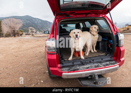 Zwei platinum Golden Retriever Hunde in der Rückseite eines Toyota 4Runner SUV Lkw gefärbt; Colorado; USA Stockfoto