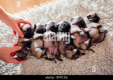 Frau setzt sechs Mops Hund Welpen zusammen auf Teppich. Kleine Welpen zu Hause schlafen Stockfoto