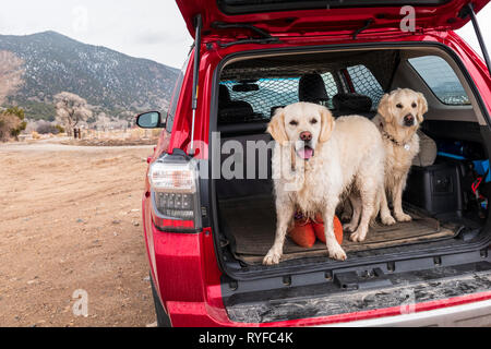 Zwei platinum Golden Retriever Hunde in der Rückseite eines Toyota 4Runner SUV Lkw gefärbt; Colorado; USA Stockfoto