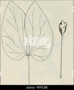 Die Droge Pflanzen von Illinois drugplantsofilli 44 teho Jahr: 1951 Tehon DIE DROGE PFLANZEN VON ILLINOIS 69 JEFFERSONIA DIPHYLLA (L.) Pers. Twinleaf, Rheuma, root, Hel-met pod, gelb-Root. Berberidaceae.-A stemless, glatte Kraut 6 bis 18 Zoll hoch, Staude; Wurzelstock horizontal, etwas fleischig, dicken, knorrigen, gelb-braun, mit zahlreichen verfilzte, faserige Wurzeln; Blätter direkt aus dem Wurzelstock, lange - petioled, 3 bis 6 cm lang, Glaucous-Neath, in 2 Breiten, etwas halbrunde, manchmal gelappt Teile unterteilt; Blüten weiß, ca. 1 cm Breite, einsame an den Enden der Blüte Stockfoto