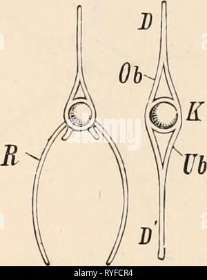 Elementare Lehrbuch der Zoologie, Tr. Und hrsg. von Adam Sedgwick, mit der Unterstützung von F. G. Heathcote elementarytextbo 01 clau Jahr: 1892-1893 FIB. 74 a-Diagramm ot der Wirbel! Spalte von aTeleostean Fisch mit Verte - bral Verengung der Chorda dorsalis. Ch, Chorda dorsalis; Wenn/-, knöchernen Wirbelkörper; J, membranöse mtervertebral Abschnitt. Abb. 71 b-Wirbel von einem Fisch. K, ver-tebral Körper. Ob, neural Arch (neura - pophysis); Ub, ha? mal Arch (ha? mapo - physis); D. neuronale Wirbelsäule; D', haemal Wirbelsäule; B, Rippe. Einheitliche, Segmentierung und teilweise Sicherung mit einem anderen mehrere aufeinanderfolgende Regionen zu bilden, t Stockfoto