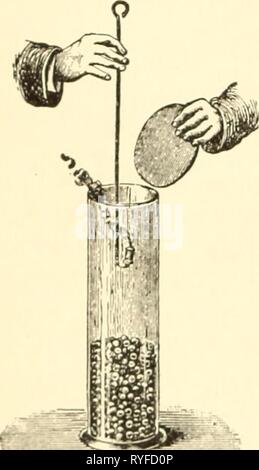 Elementare Botanik elementarybotany 00 atki Jahr: 1898 KAPITEL IX. RESPI RATION 126. Einer der das Leben in Pflanzen, die sehr interessant ist, und das ist genau das gleiche wie ein Leben pro-zessen der Tiere, ist leicht auf verschiedene Weise demonstriert. 127. Sauerstoff aus der Luft während der Keimung der Samen konsumiert. - Lassen Sie uns einen halben Pint oder ein Pint Erbsen nehmen, sie in einer Tasche oder lose Tuch binden, Sie in warmen Wasser einweichen für 10 oder 12 Stunden, oder im kühlen Wasser für etwa 24 Stunden. Lassen Sie das überschüssige Wasser und senken Sie das Tuch mit den Erbsen in einem hohen Glas Zylinder mit 1 bis 2 Litern. Stockfoto