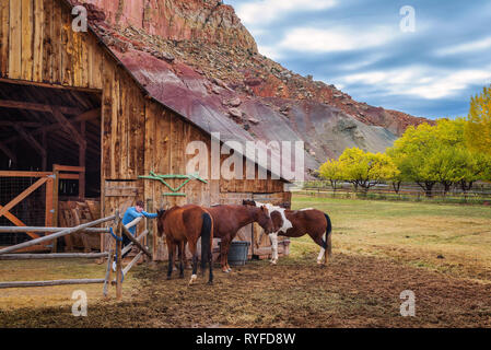 Junge mit Pferden in der historischen Scheune in der Capitol Reef National Park, Utah Stockfoto