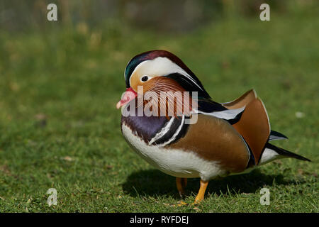 Männliche Mandarinente (Aix galericulata), reich verzierten und farbenprächtigen Federkleid. Stockfoto