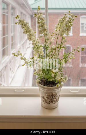 Schöne Blumen in einer dekorieren Topf gepflanzt sitzen in einem Fenstersims Farbe an einem Wintertag hinzuzufügen. Stockfoto