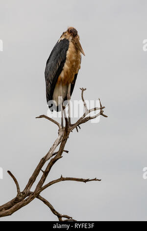 Marabu, Kenia, Afrika Stockfoto