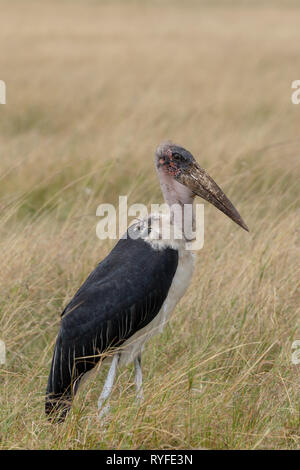 Marabu, Kenia, Afrika Stockfoto