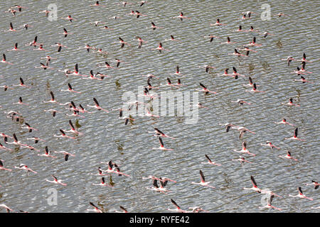 Luftaufnahme von Flamingos, Lake Bogoria, Afrika, Kenia Stockfoto