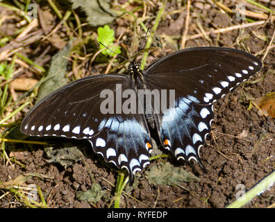 Limenitis arthemis astyanax oder Spice bush Schwanz auf den Boden mit Flügel schlucken. Stockfoto