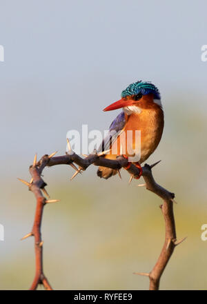 African Pygmy Kingfisher, Kenia Afrika Stockfoto