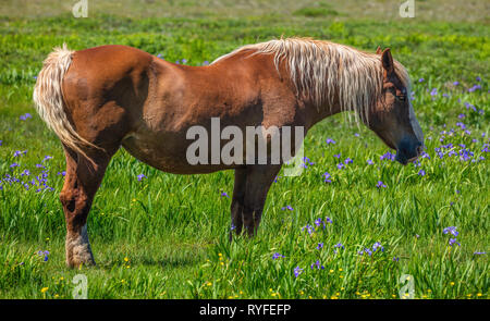 Pferd im Bereich der Blumen, Bonavista Peninsula, Neufundland, Labrador, Kanada Stockfoto