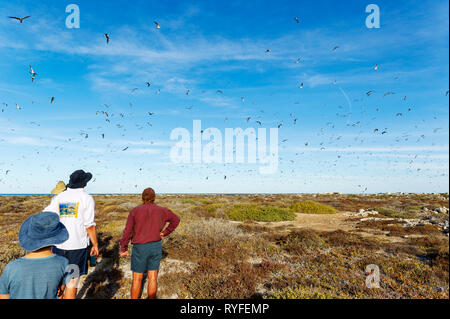 Verrußtes Seeschwalben und Wedge Tailed Shrearwaters auf große Ratte Insel Houtman Abrolhos. Die Houtman Abrolhos Inseln liegen 60 Kilometer vor der Küste von Geraldt Stockfoto