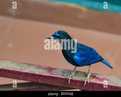 Malabar Whistling Thrush (Myophonus Horsfieldii) Stockfoto