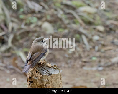 Brown-breasted Schopftyrann (Muscicapa muttui) Stockfoto