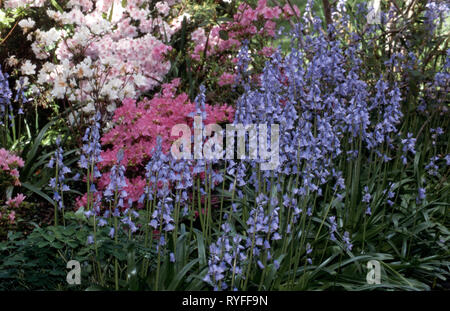 BLUE MOUNTAINS GARTEN MIT BLUE BELLS UND AZALEA BÜSCHE, NEW SOUTH WALES, Australien Stockfoto