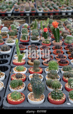 A-Linien von kleinen Kakteen in einen Topf auf den Tisch im Shop, Thailand. Stockfoto