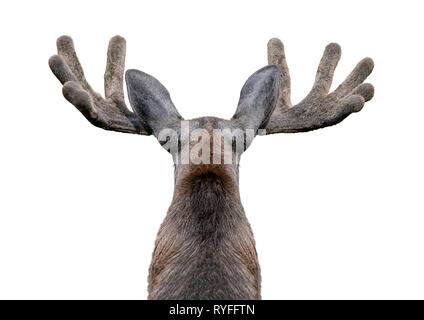 Männliche Elch mit Geweih (Alces alces) auf weißem Hintergrund. Stockfoto