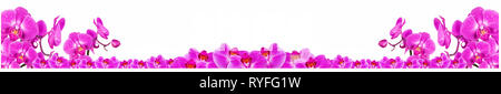 Lange horizontale Banner mit schönen rosa Orchidee Blumen mit Wassertropfen auf weißem Hintergrund abgedeckt Stockfoto