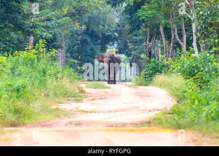 Elefanten auf dem Weg in den Wald Der Nationalpark von Thailand Stockfoto