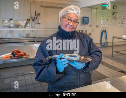 Frau mit einem Kabeljau, Qaqortoq, Südgrönland Stockfoto