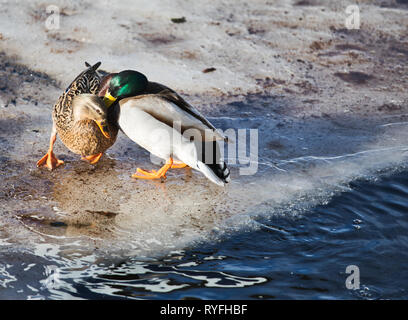 Männliche und weibliche Stockenten (Anas Platyrhynchos) gemeinsam auf dem Eis, Schweden, Skandinavien Stockfoto