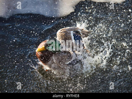 Männliche Stockente (Anas Platyrhynchos) Drake Plantschen im Wasser neben dem Eis, Schweden, Skandinavien Stockfoto